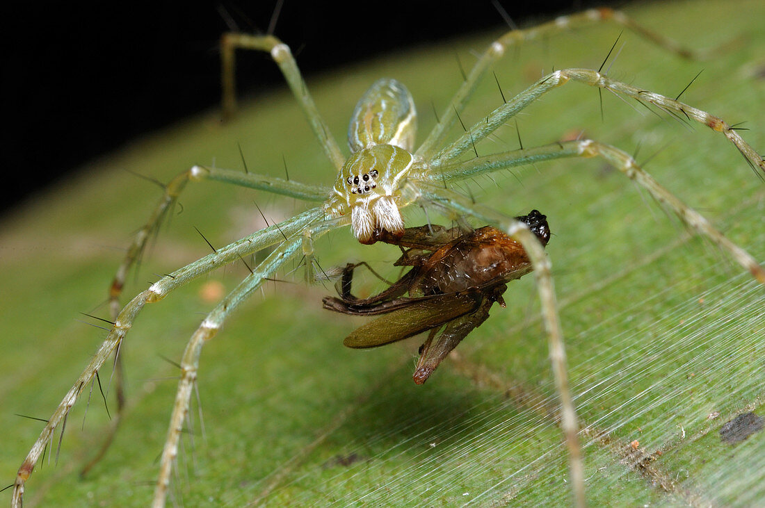 Water Spider (Hygropoda lineata) with prey