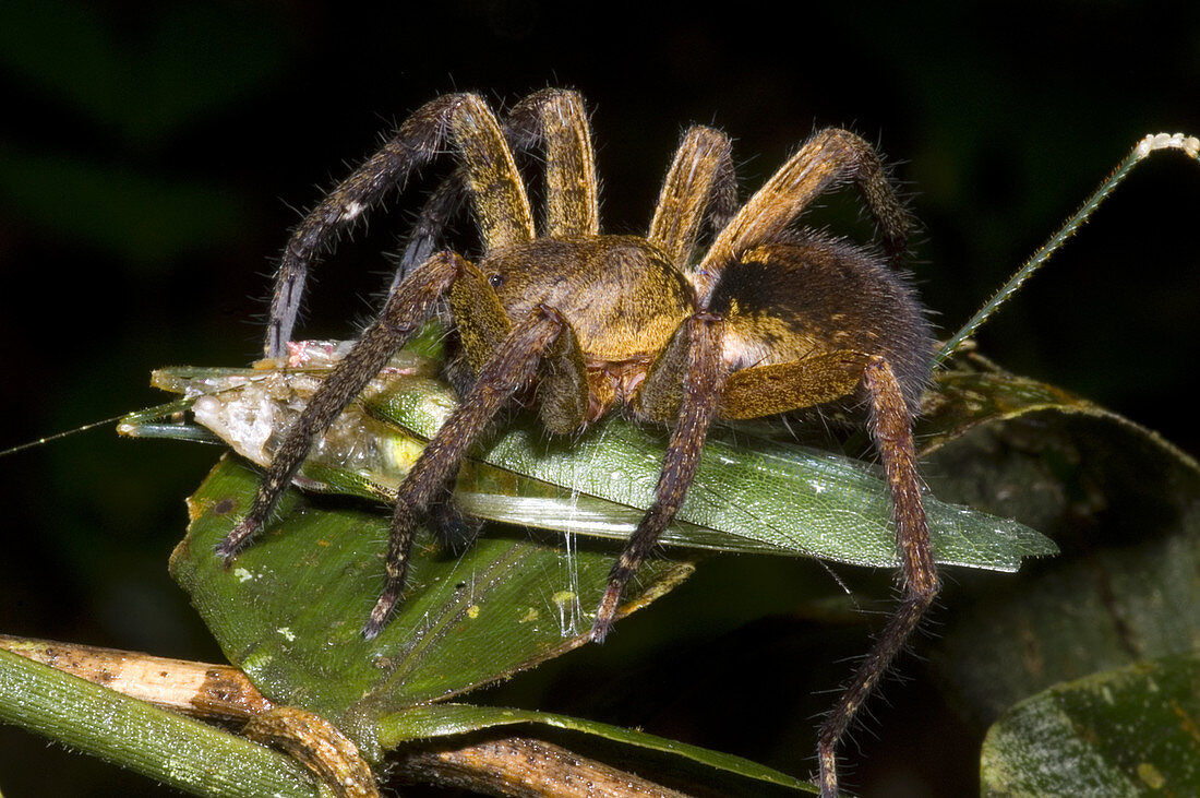 Spider feeding on a katydid