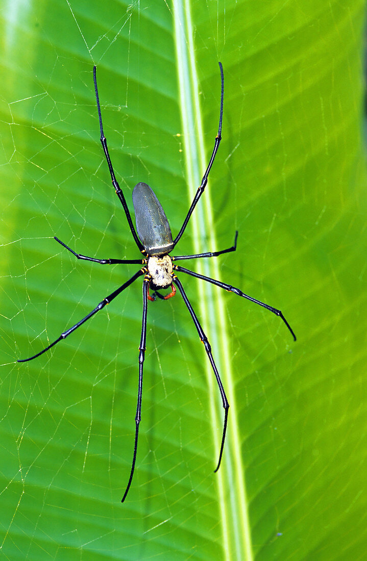 Golden Orb Weaver Spider (Nephila sp.)