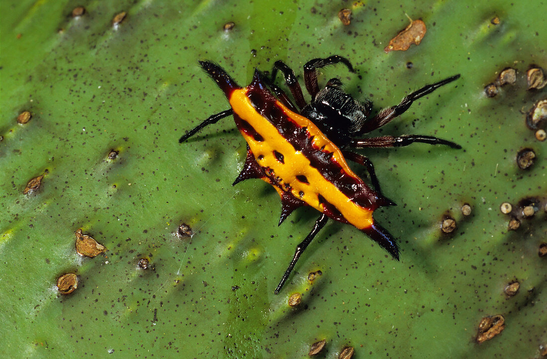 Spiny Orb-weaver Spider