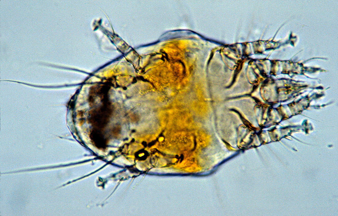 Honeybee tracheal mite