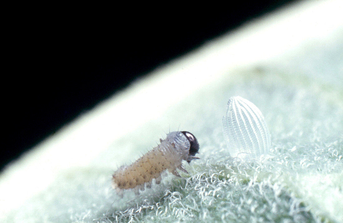 Monarch Butterfly Larva