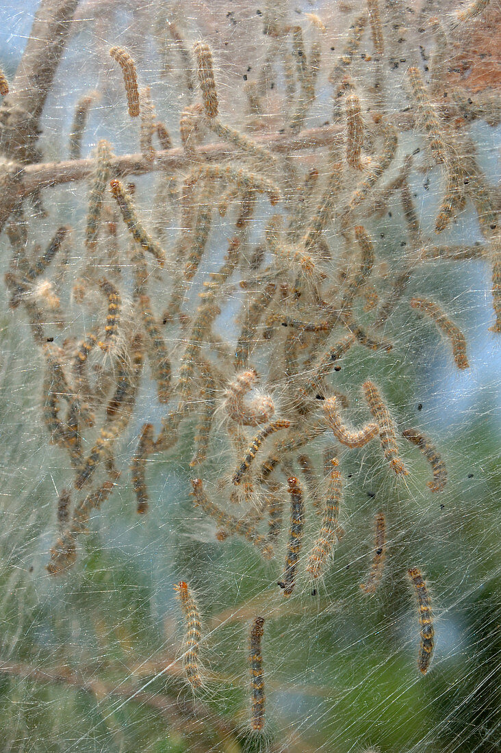 Fall Webworms (Hyphantria cunea)
