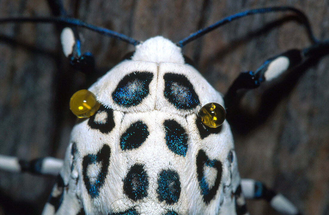 Giant Leopard Moth Secretions