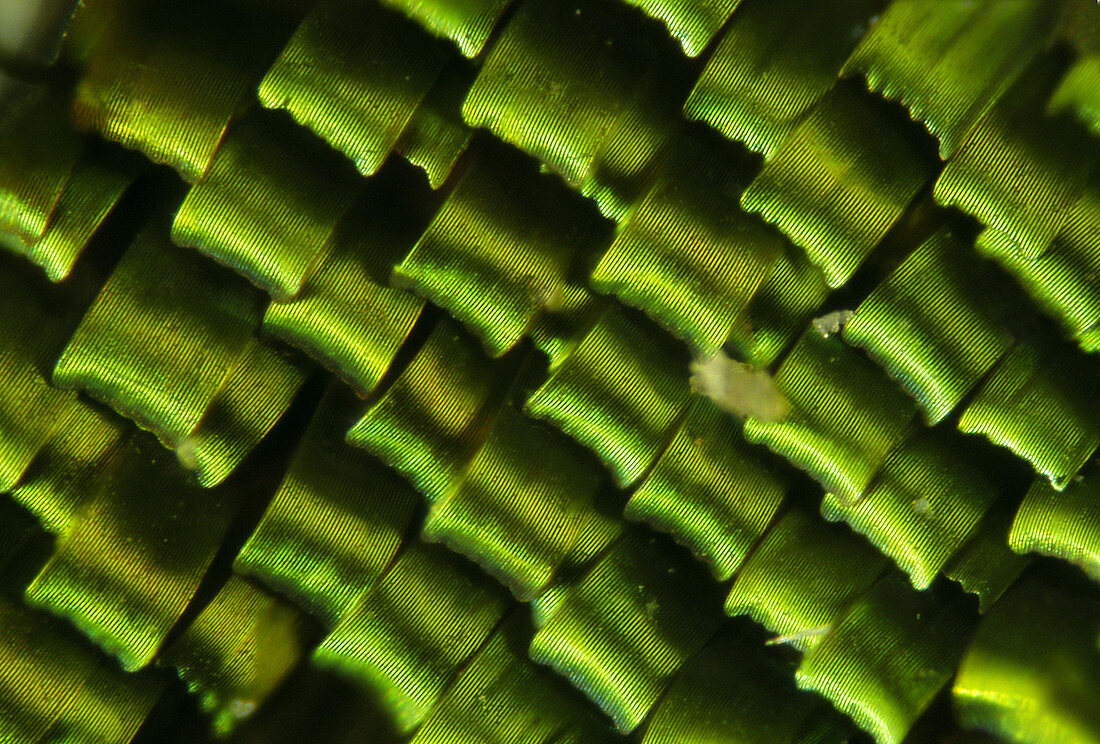 Butterfly wing scales