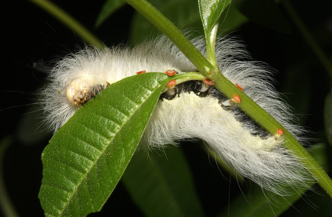 Spotted Apatelodes Caterpillar