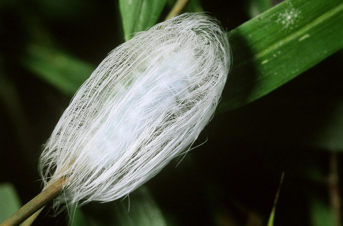Slug Moth caterpillar (Limacodidae)