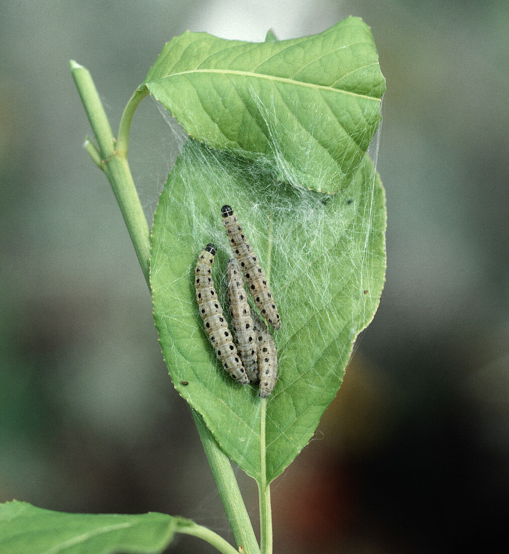 Ermine Moth Caterpillars