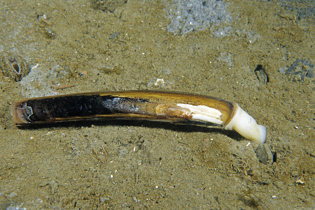 Common Razor Clam