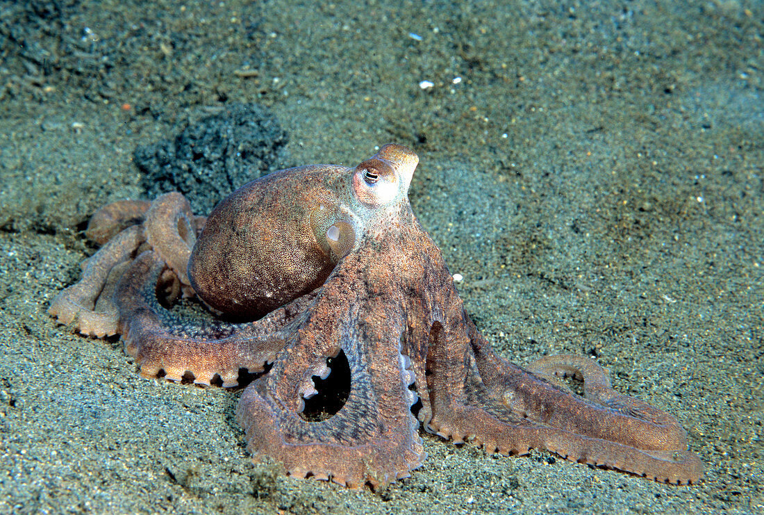 Longarm Octopus (Octopus defilippi)