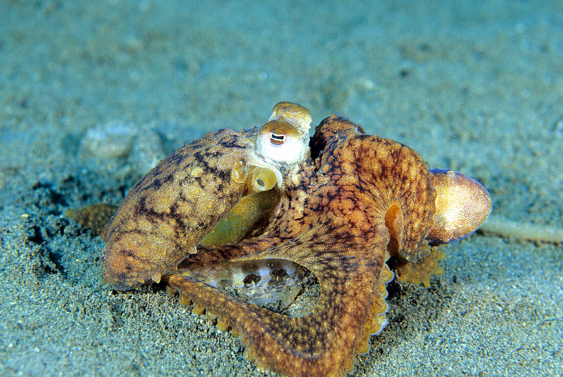 Two Octopi Mating