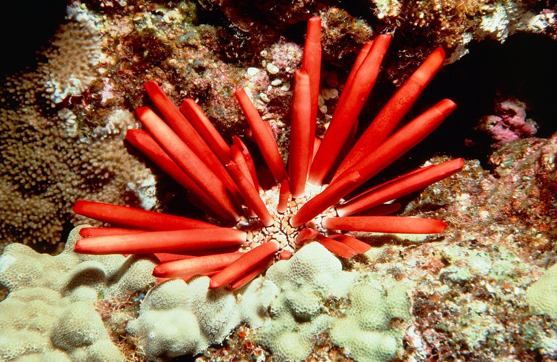 Slate pencil sea urchin