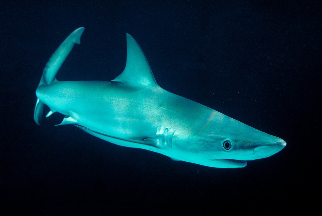 Galapagos shark
