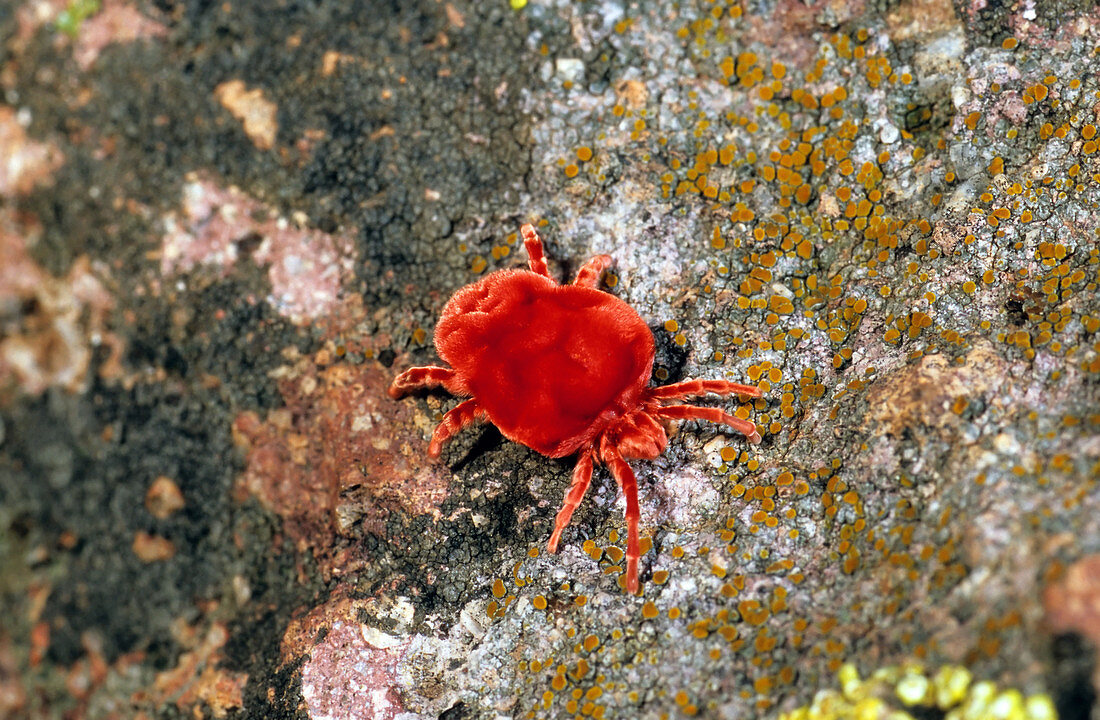 Red Velvet Spider Mite (Dinothrobium sp.)