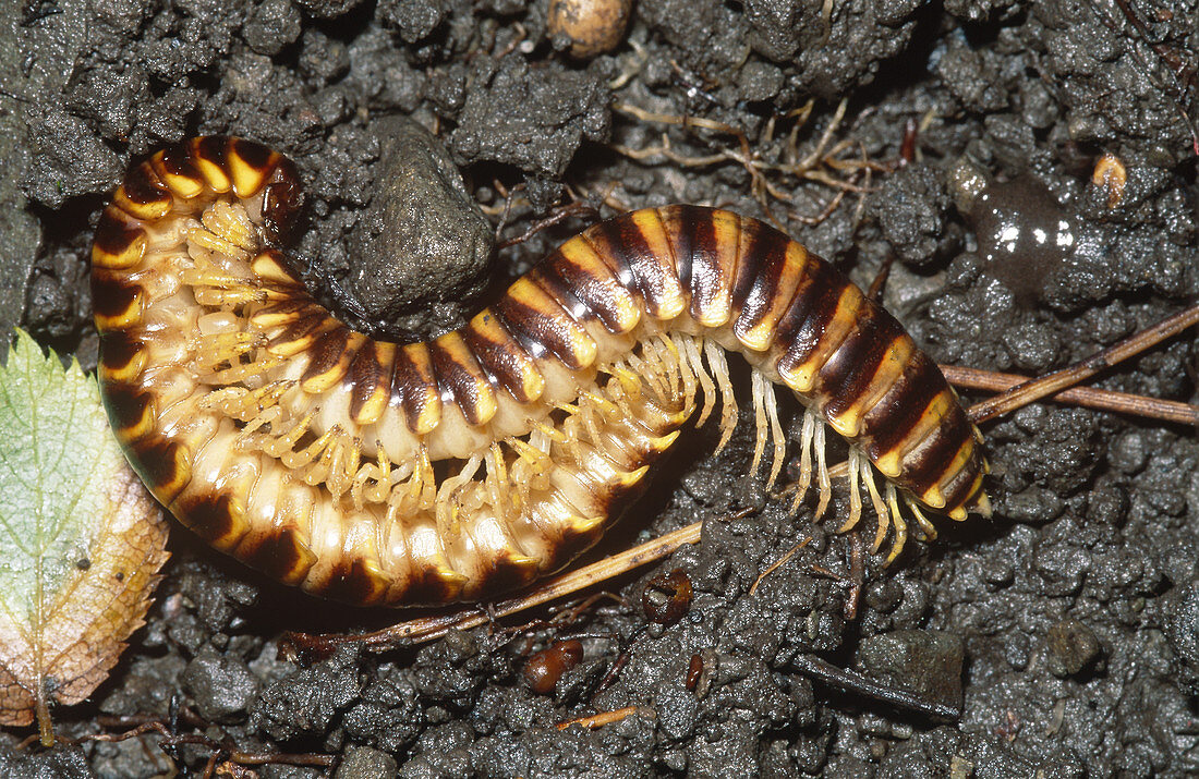 Millipedes Mating