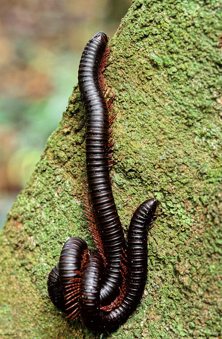 'Giant millipedes,Malaysia'