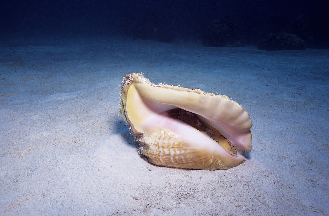 Queen Conch on barren reef