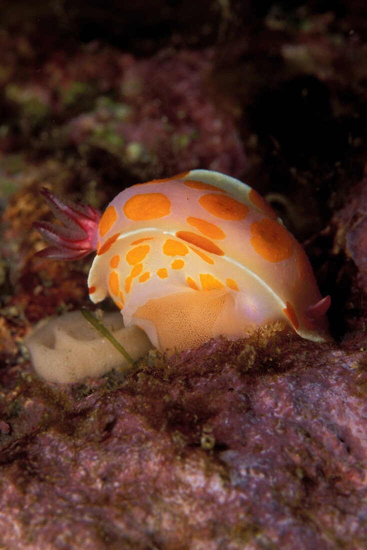 Nudibranch laying eggs