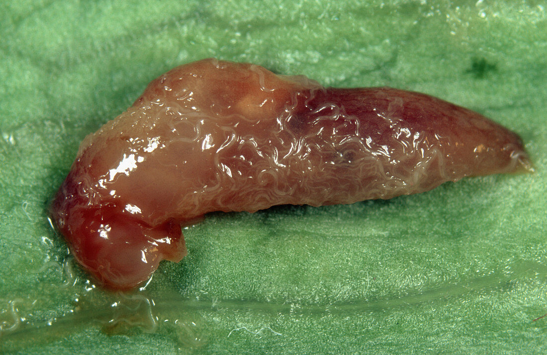 Dead slug exuding parasitic nematodes