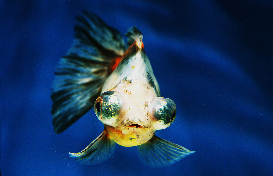 Calico telescope-eye goldfish