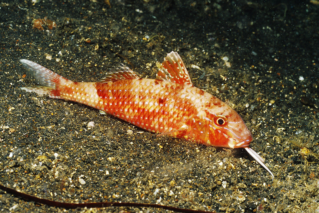 Cinnabar Goatfish