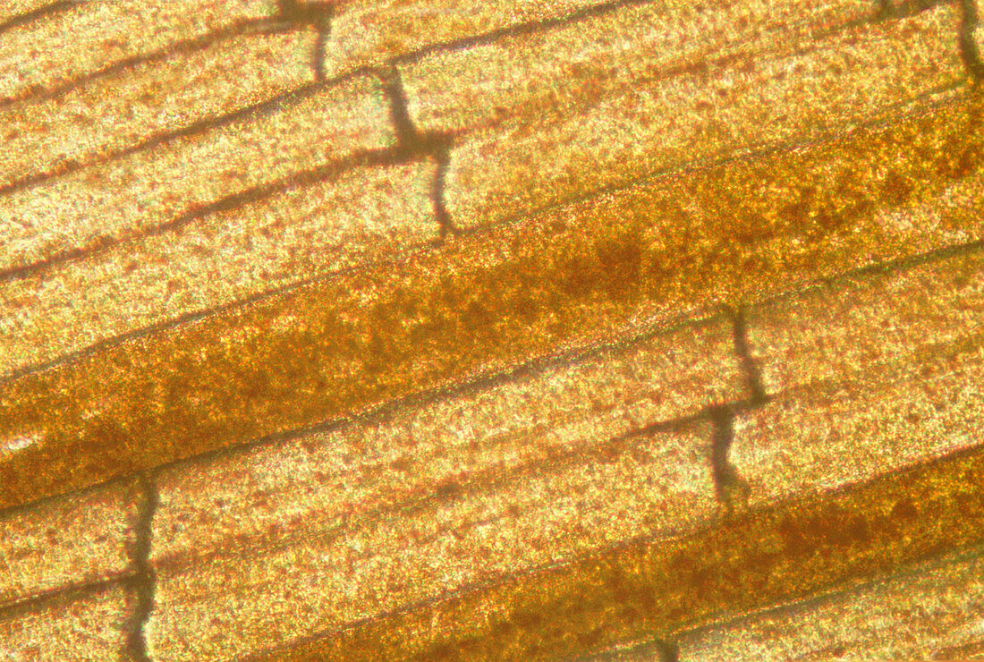 Micrograph of a goldfish tail