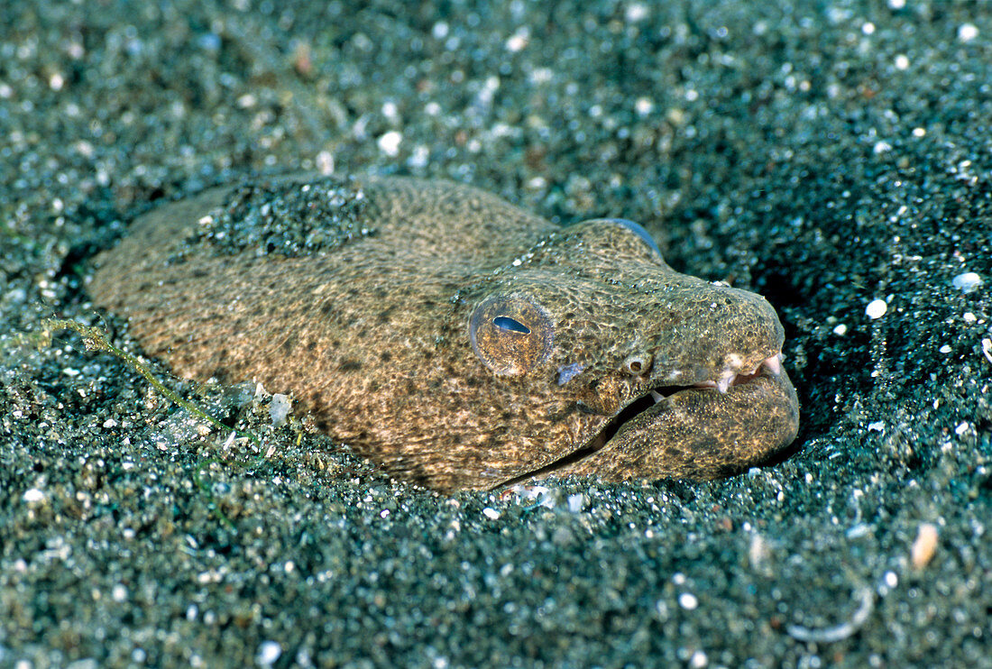 Spotted Spoon-Nose Eel