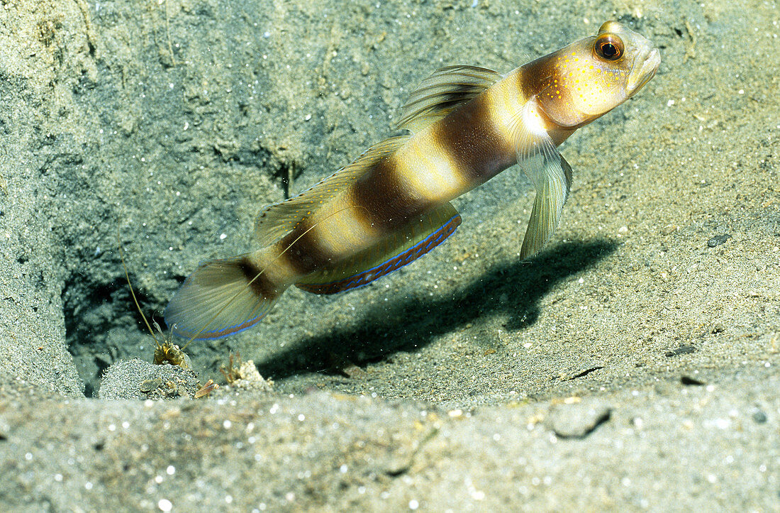 Fontanes Goby