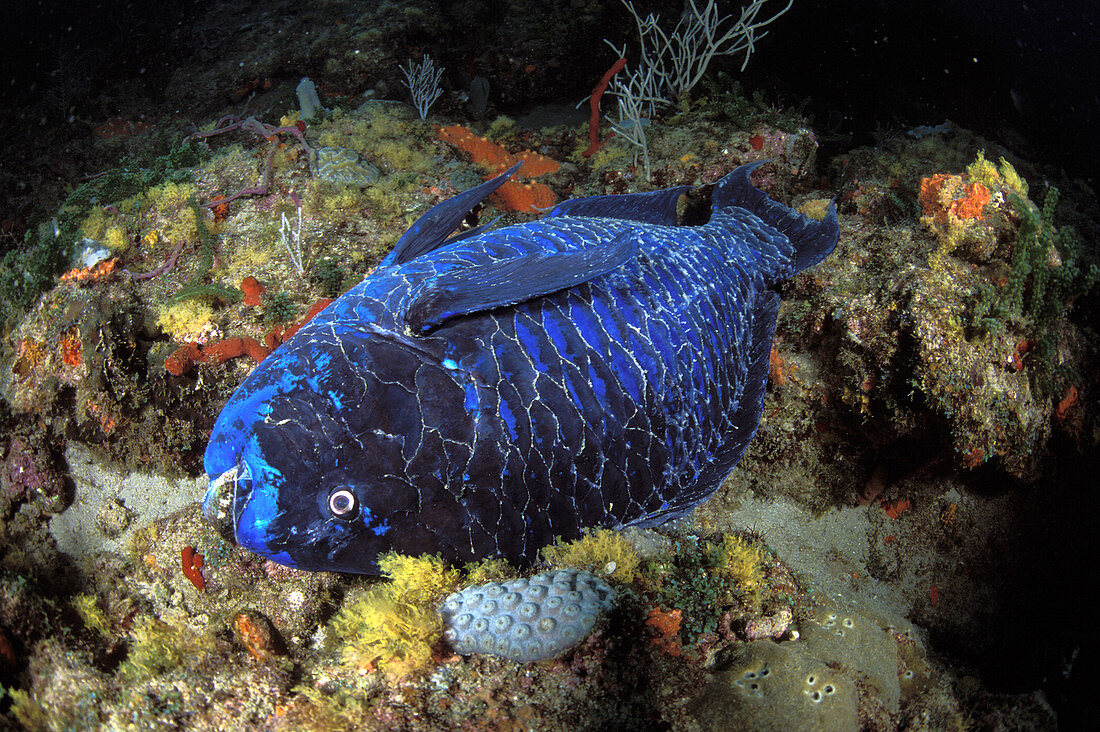 Dead Midnight Parrotfish