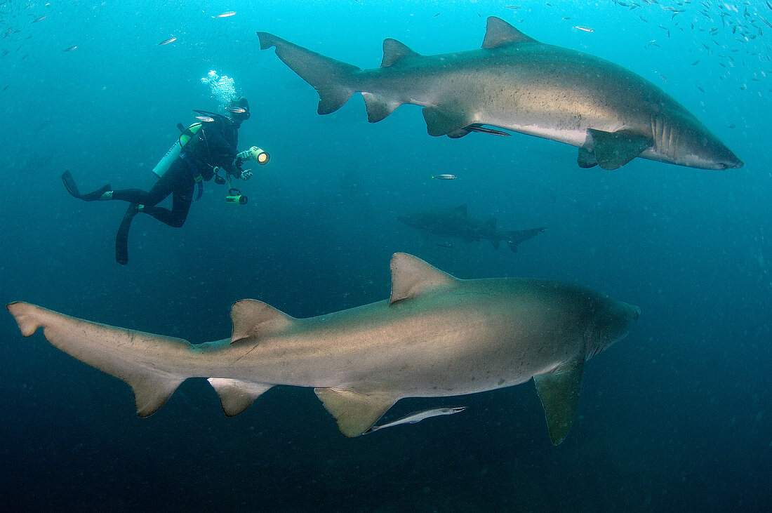 Diver with Sand Tiger Sharks