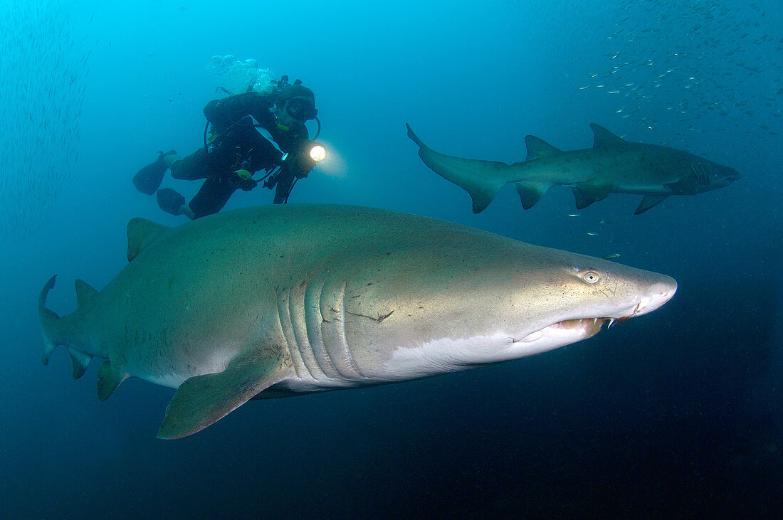 Diver with Sand Tiger Sharks