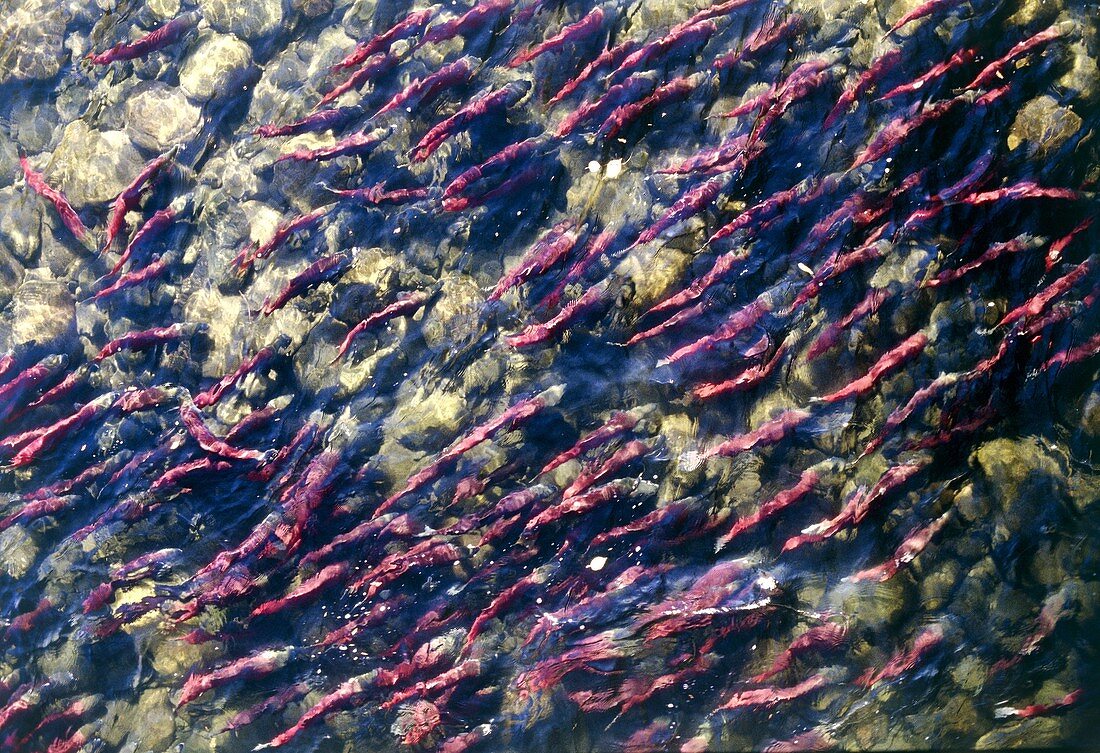 A group of sockeye salmons spawning in a river