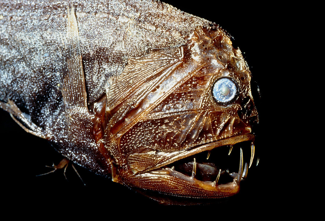View of deep sea ocean fish,anoplogaster cornuta