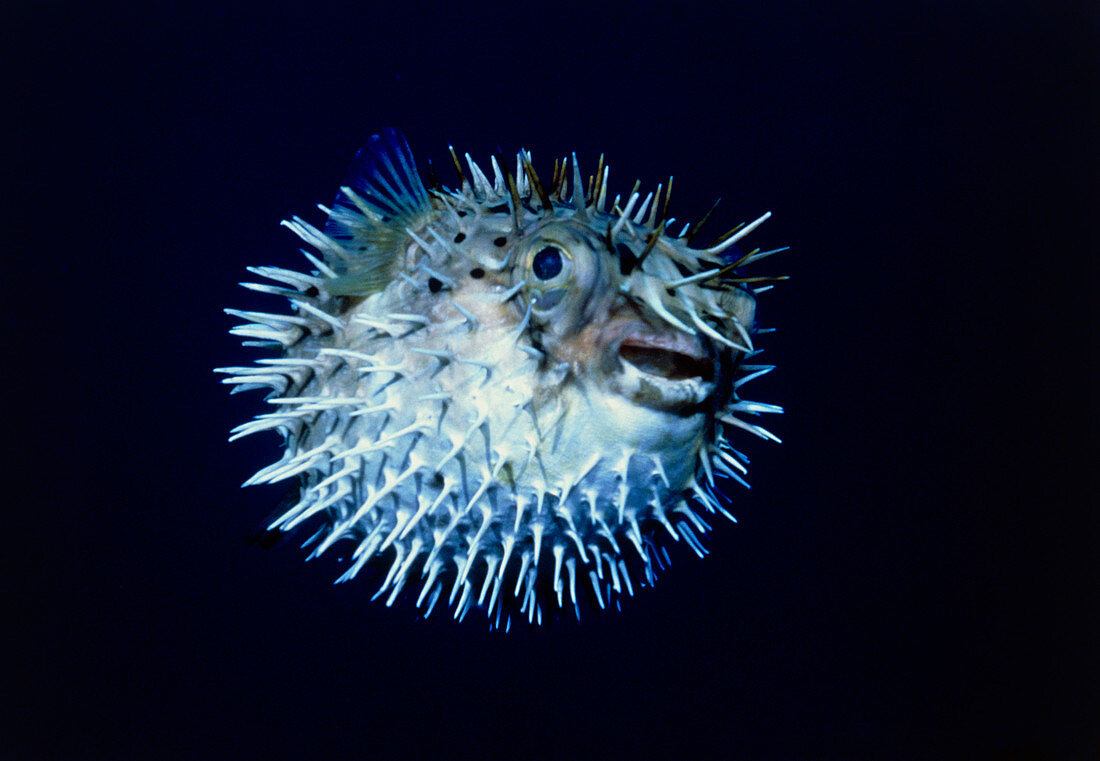 View of a spiny puffer fish,Diodon holocanthus