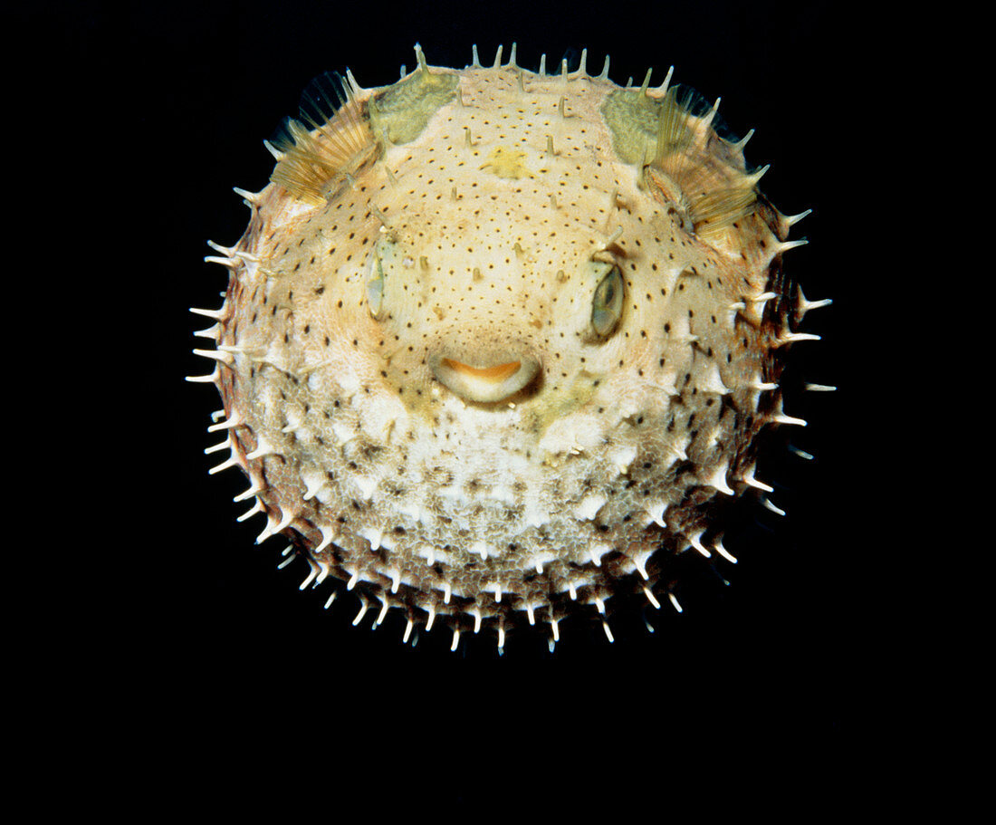 Bridled burr fish