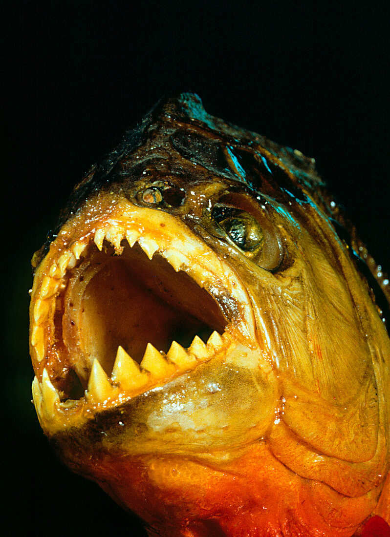 Piranha fish
