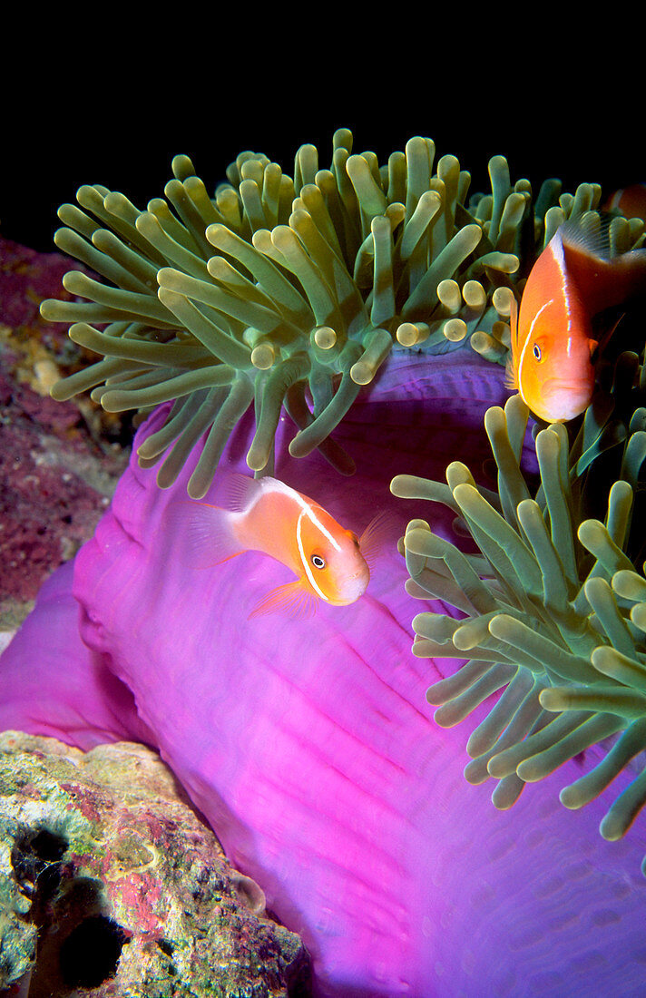 Clownfish in an anemone