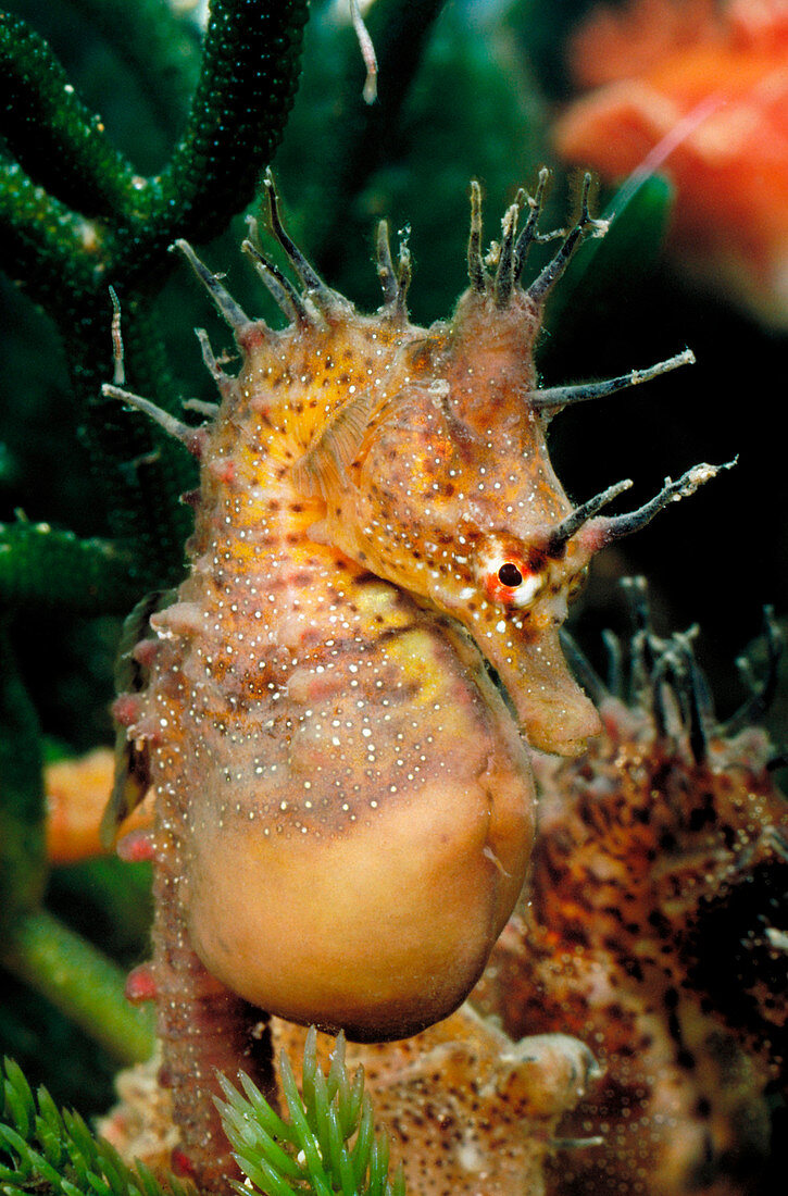 Australian seahorse