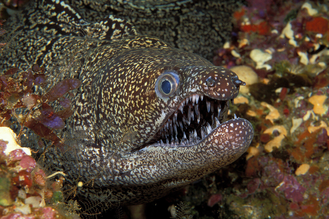 Mosaic Moray Eel