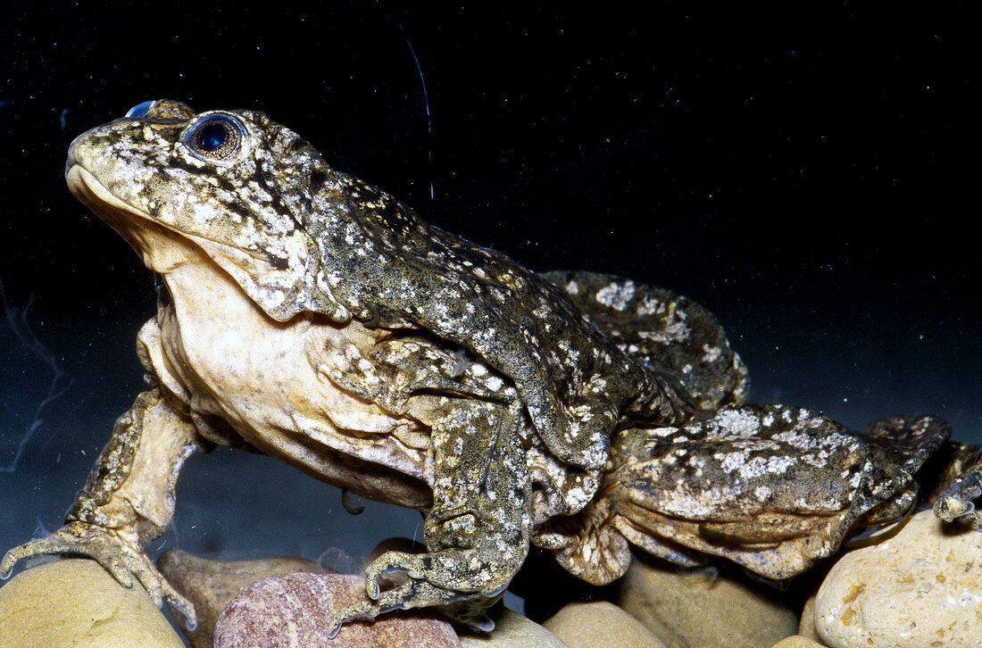 Titicaca frog (Telmatobius culeus)