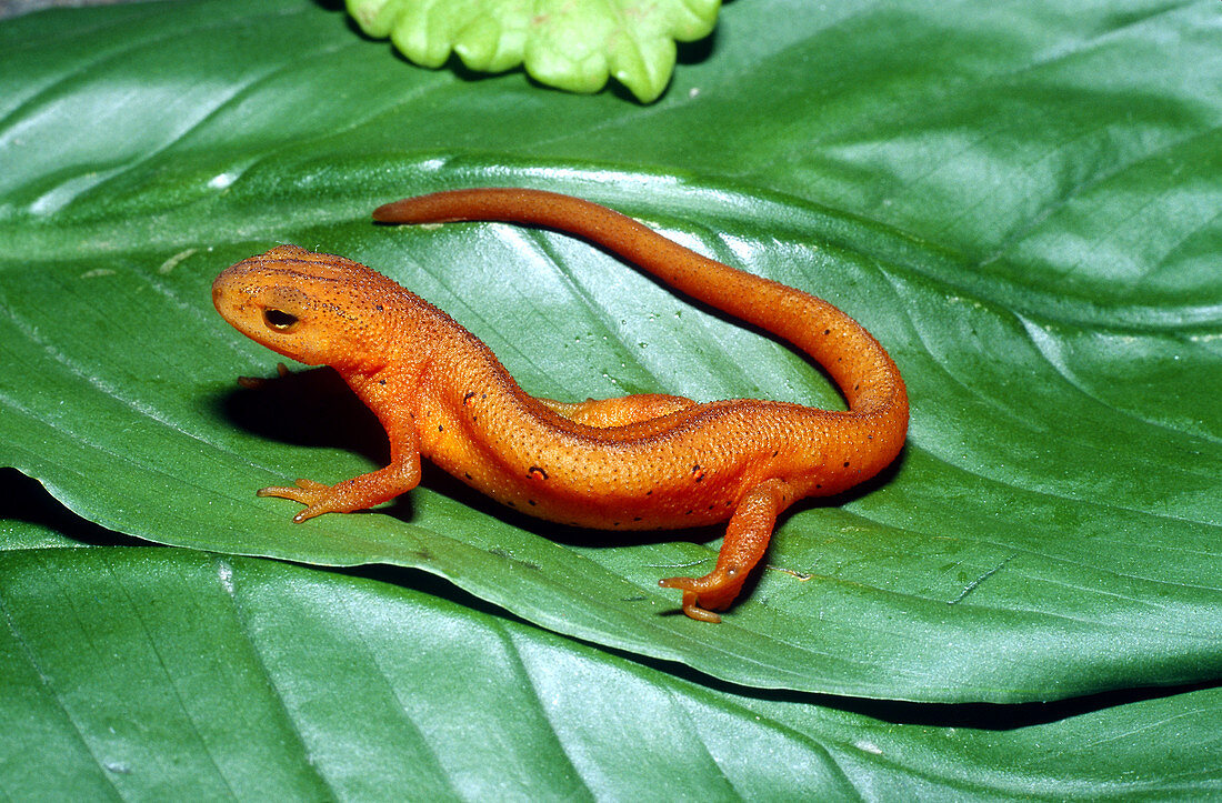 Eastern Newt (Notophthalmus viridescens)