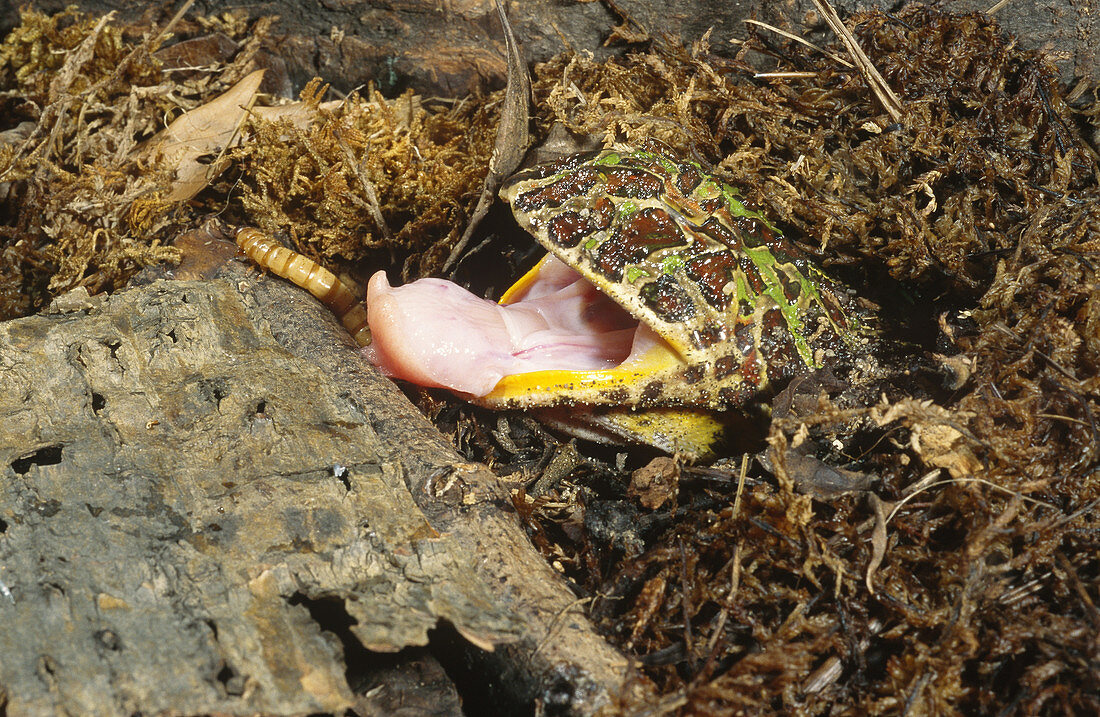 Argentinian Horned Frog with prey