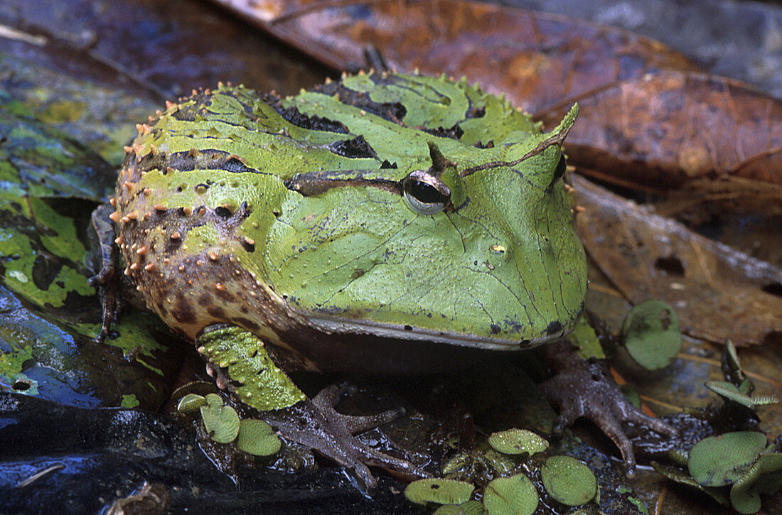 Amazon Horned Frog