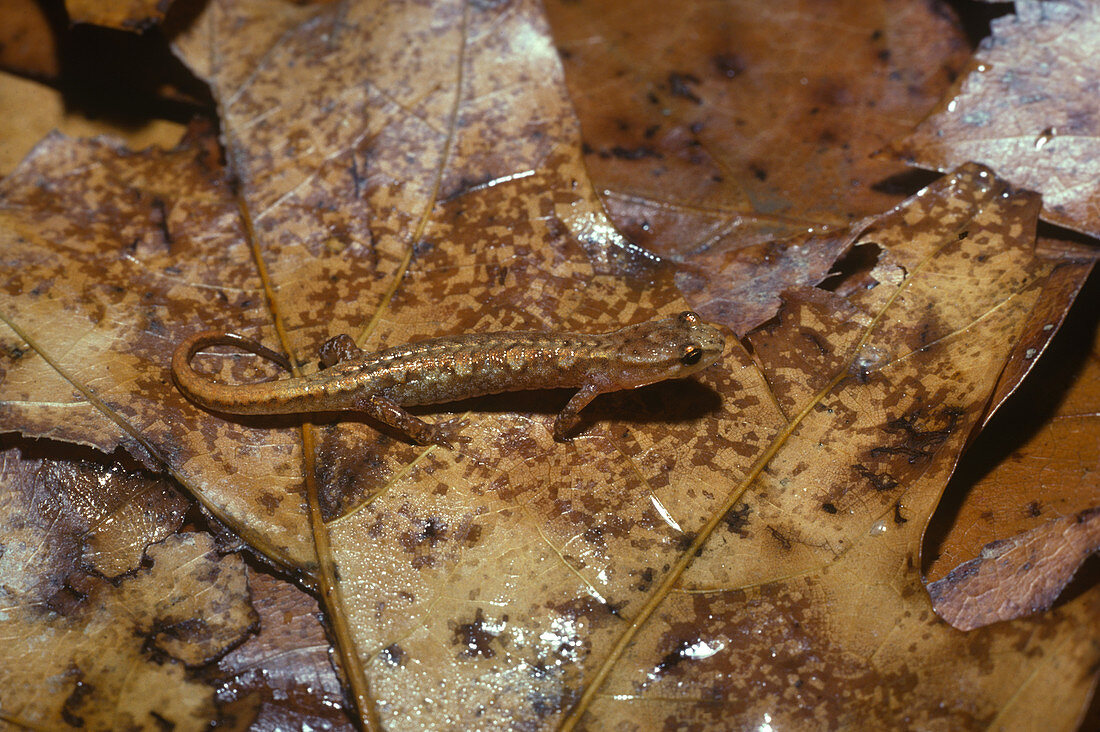 Cherokee salamander