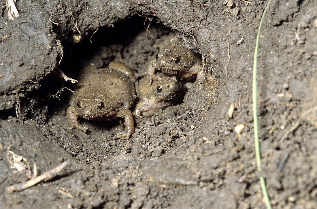 Plains Narrowmouth Toads