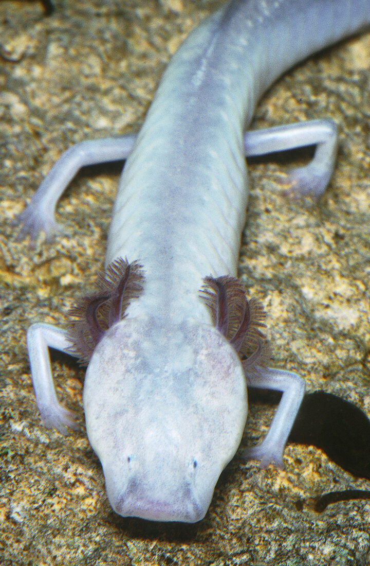 Texas Blind Cave Salamander