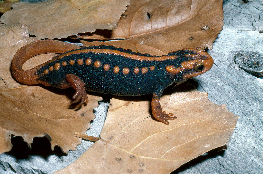 Asian Salamander