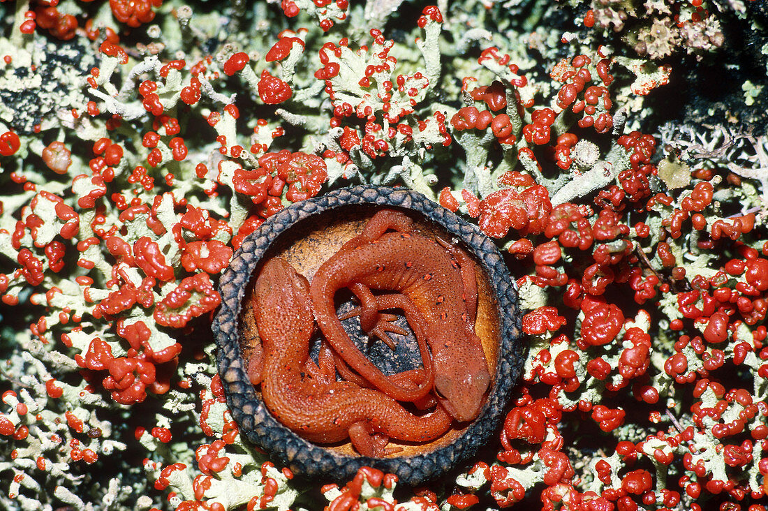 Red Efts in acorn cap among lichen