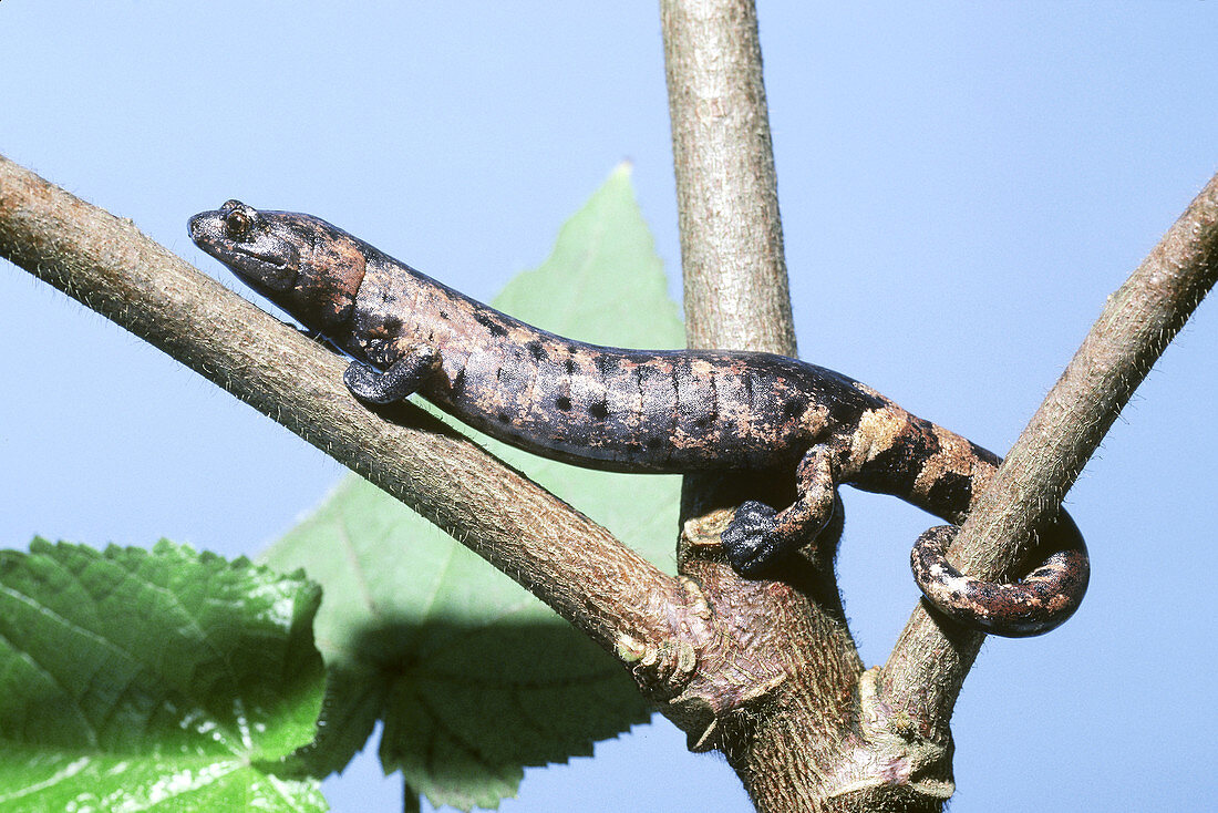 Palm Salamander (Bolitoglossa dofleini)