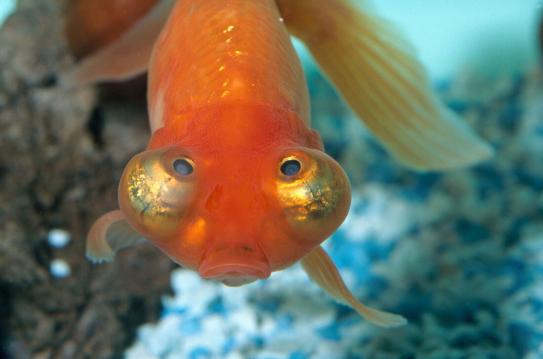 Globe-eyed goldfish